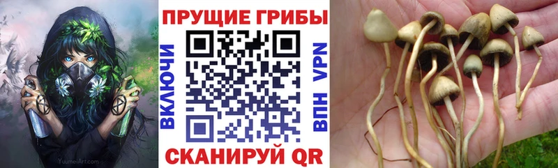 Галлюциногенные грибы Psilocybe  дарнет шоп  Сосенский 